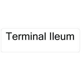 Terminal lleum