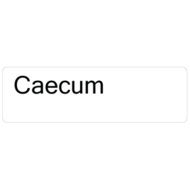 Caecum